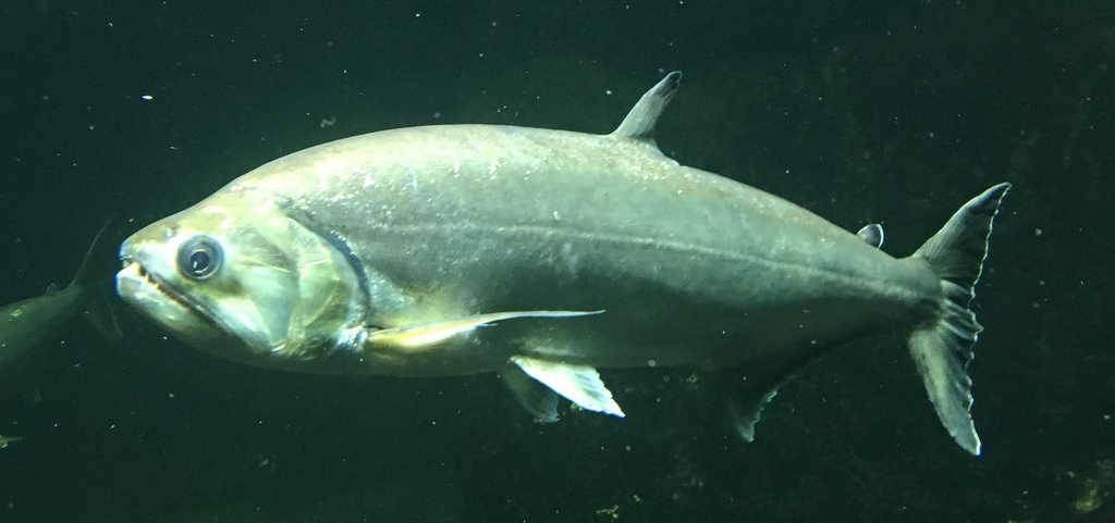 Black-tailed Payara reference