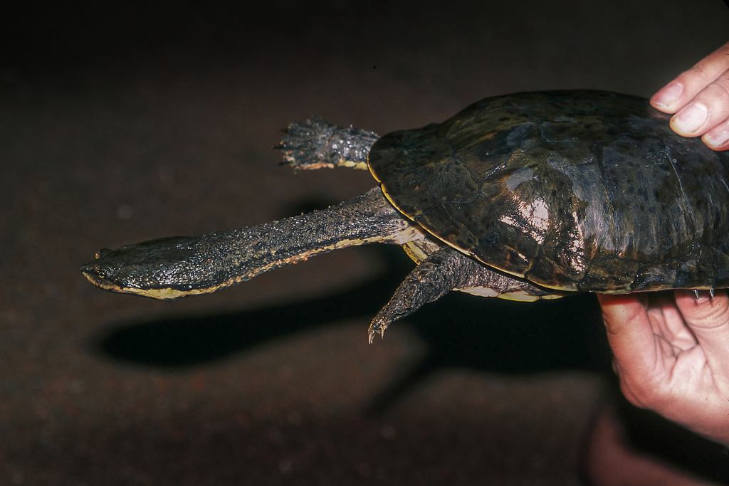 South-American Snake-headed Turtle reference