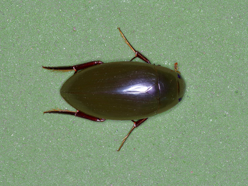 Giant Water Scavenger Beetle reference