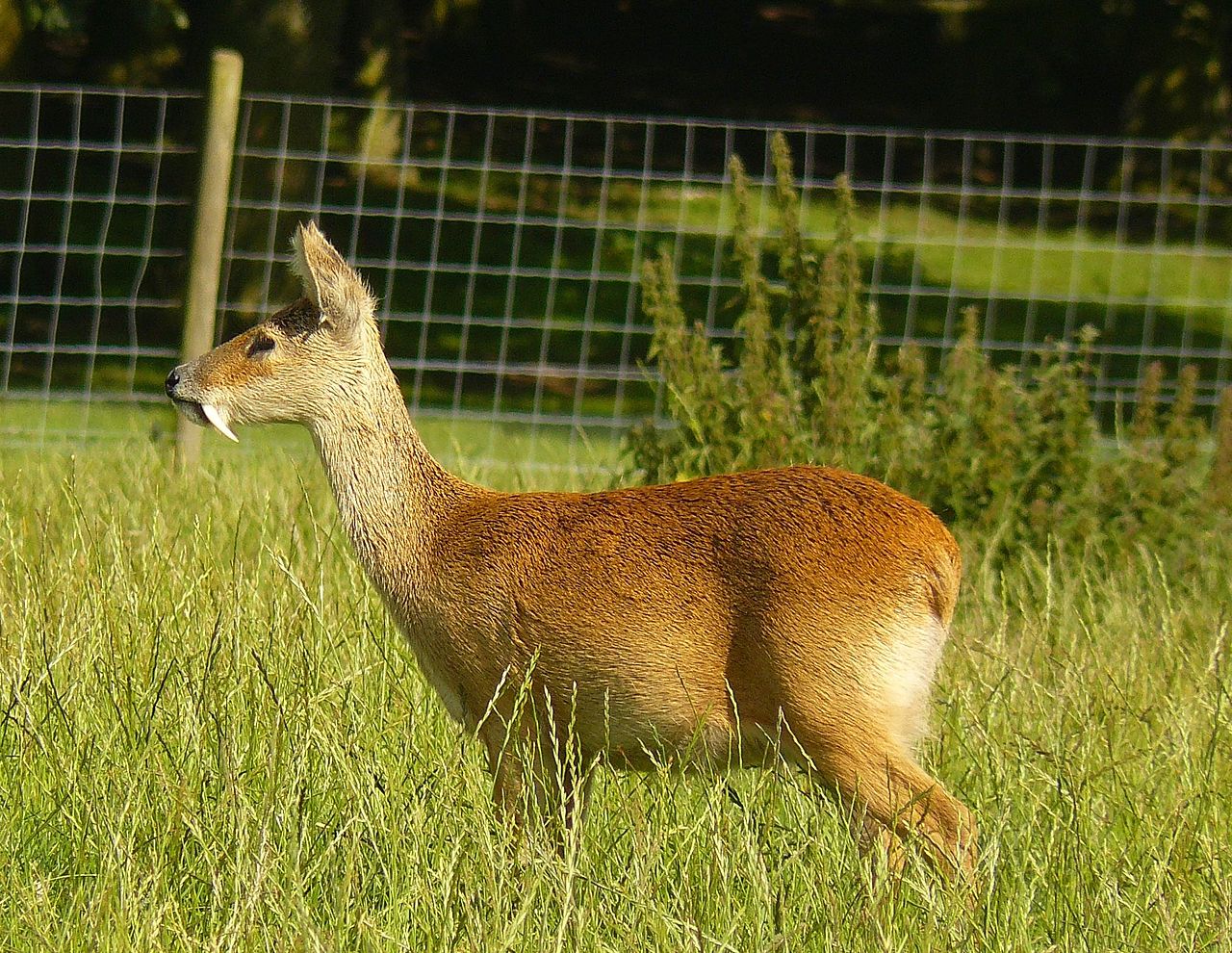 Korean Water Deer