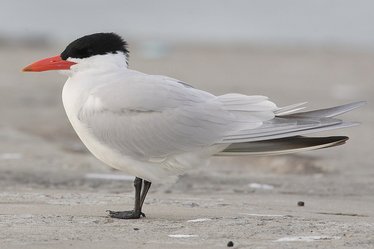 Caspian Tern reference