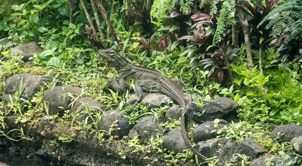 Philippine Sailfin Lizard reference