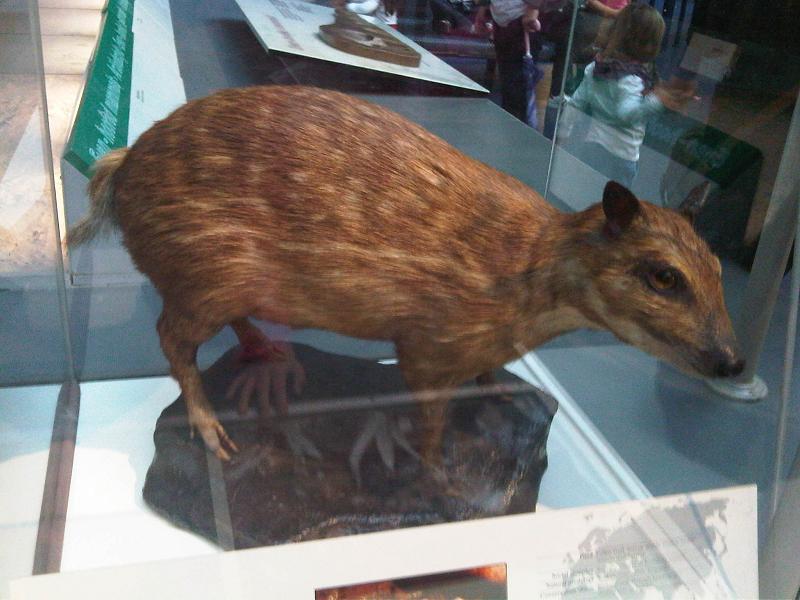 Water Chevrotain reference