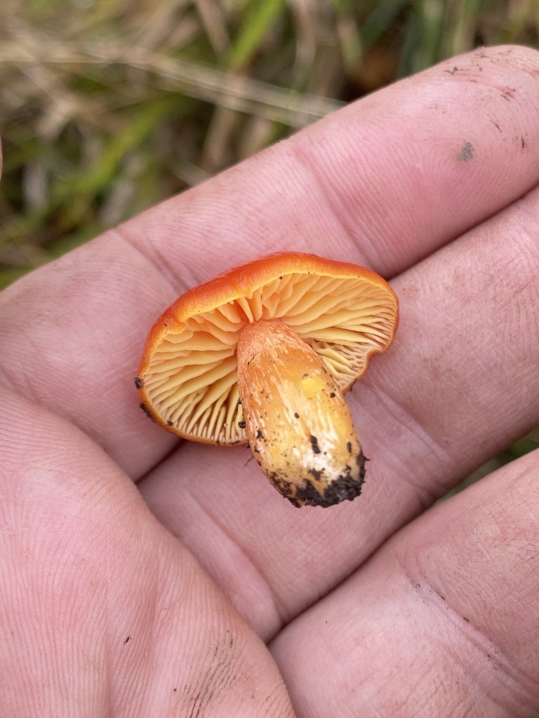 Orange Waxcap reference