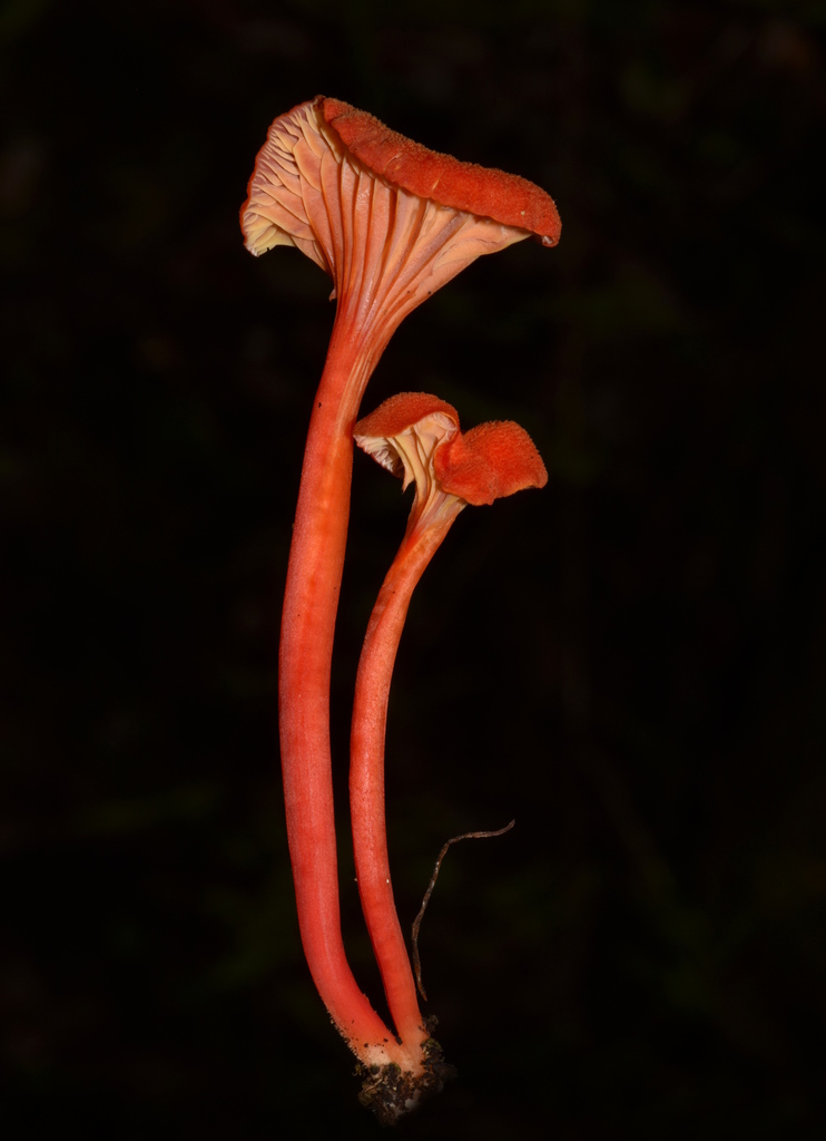 Goblet Waxcap reference