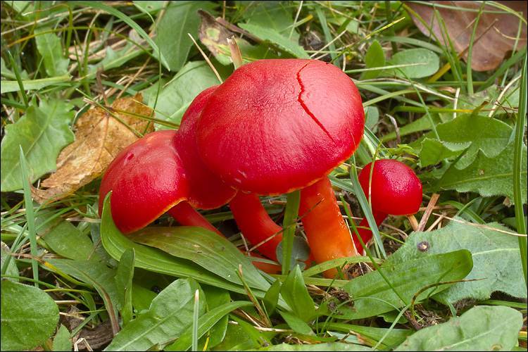 Scarlet Waxy Cap reference