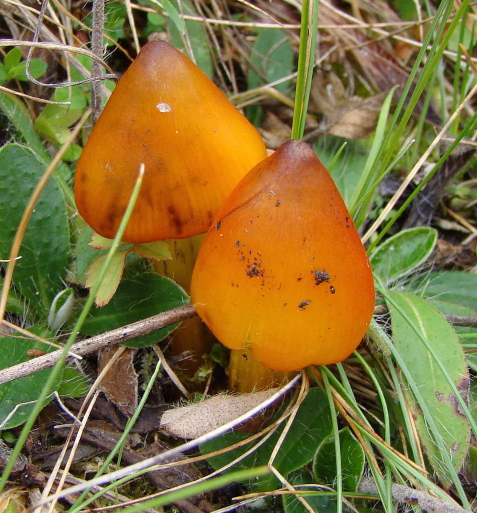 Witch's Hat reference