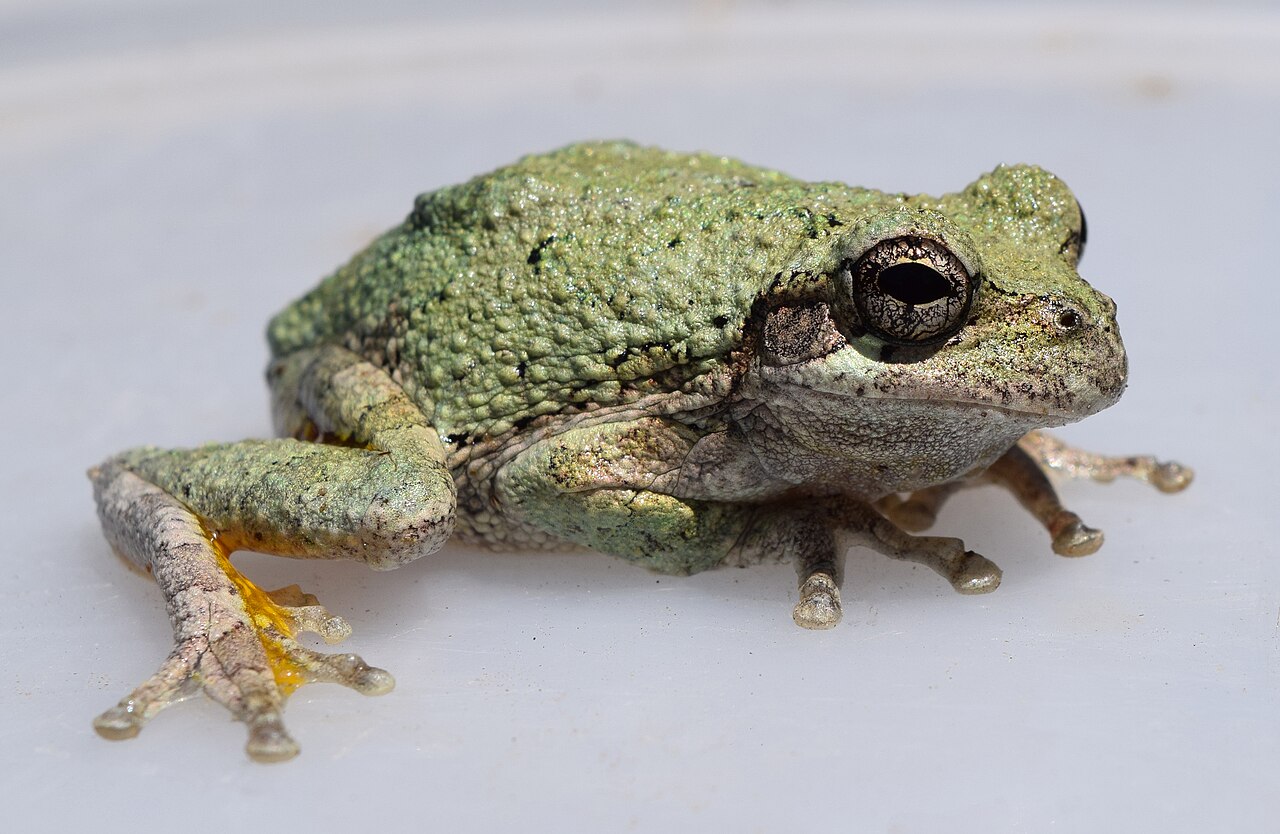 Cope's Gray Tree Frog reference