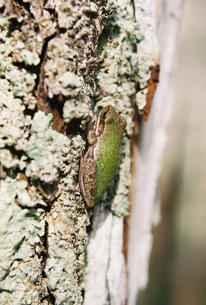 Barking Tree Frog reference