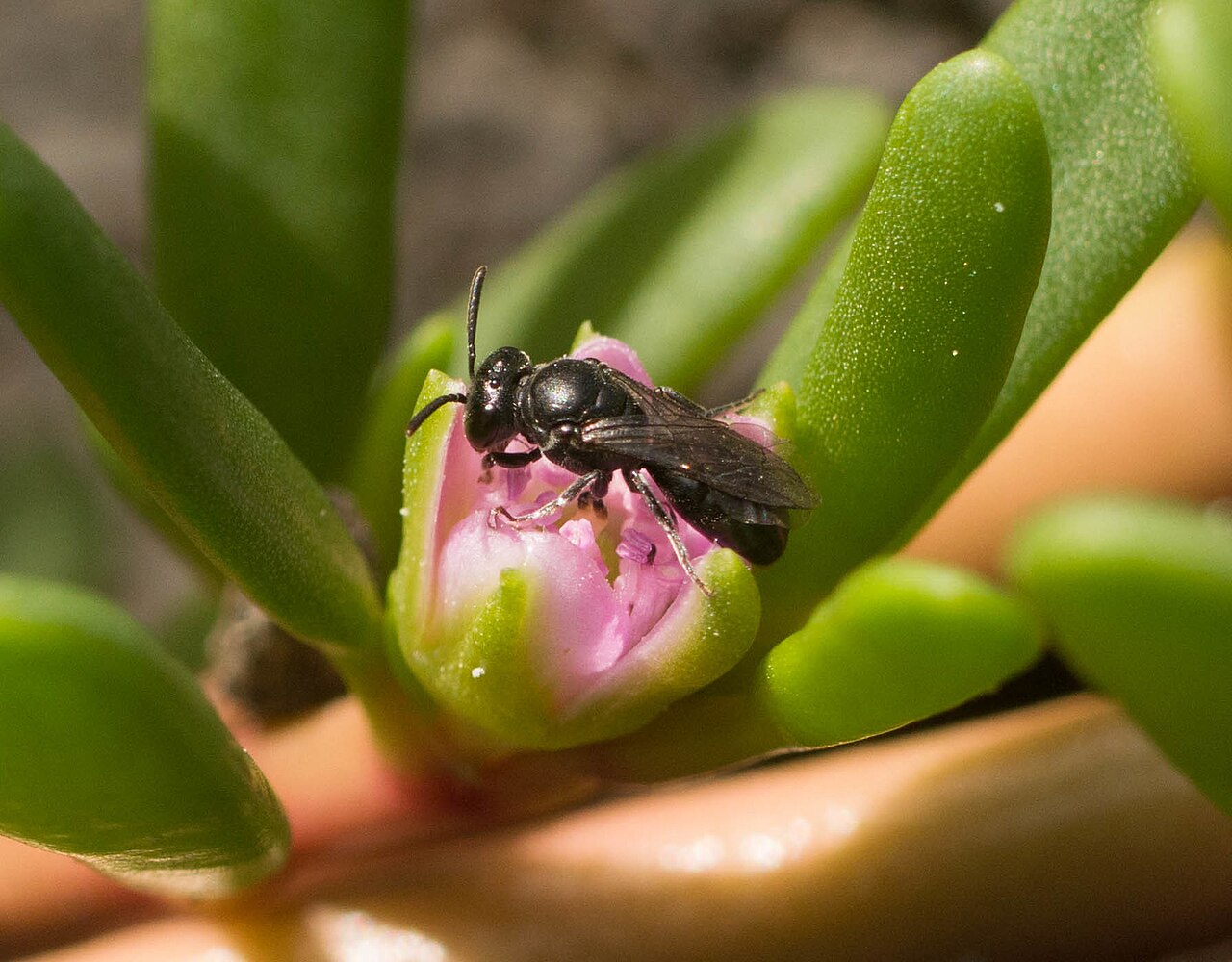Hawaiian Yellow-faced Bee reference