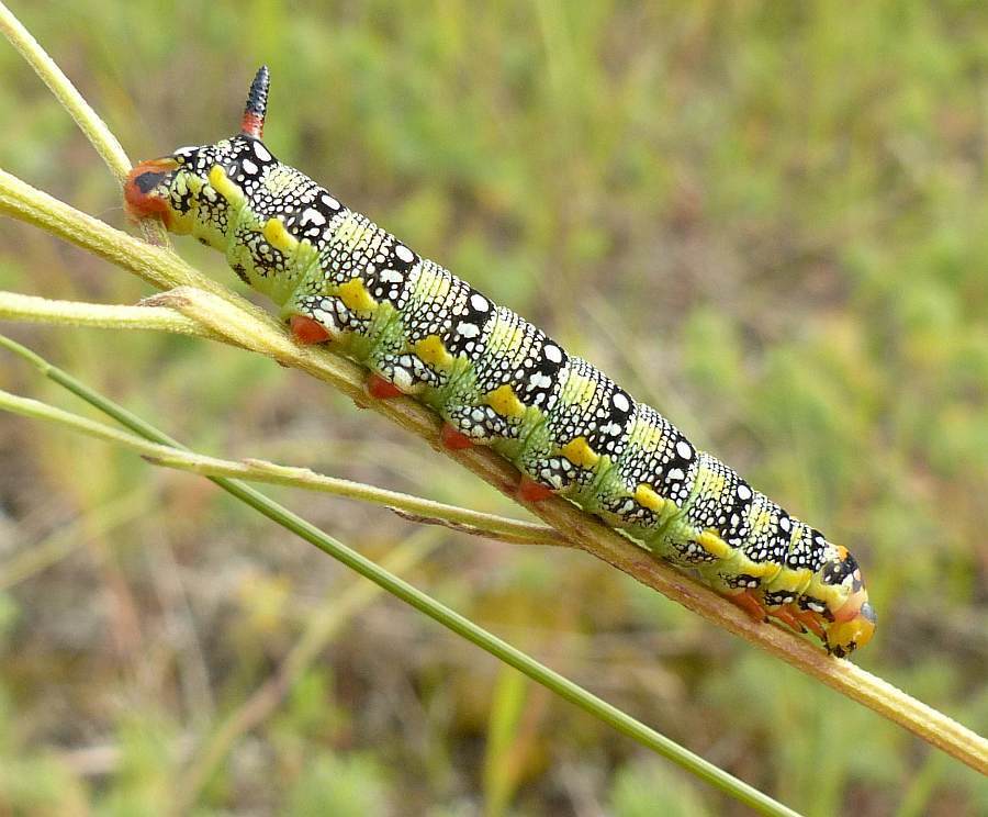 Leafy Spurge Hawkmoth reference