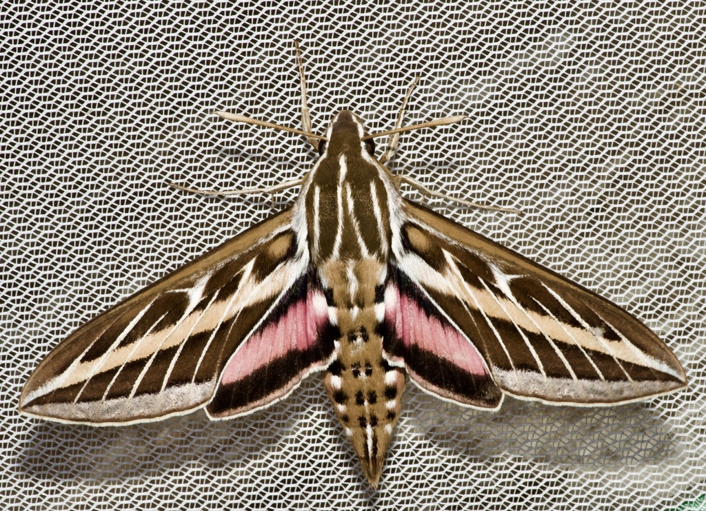 White-lined Sphinx reference
