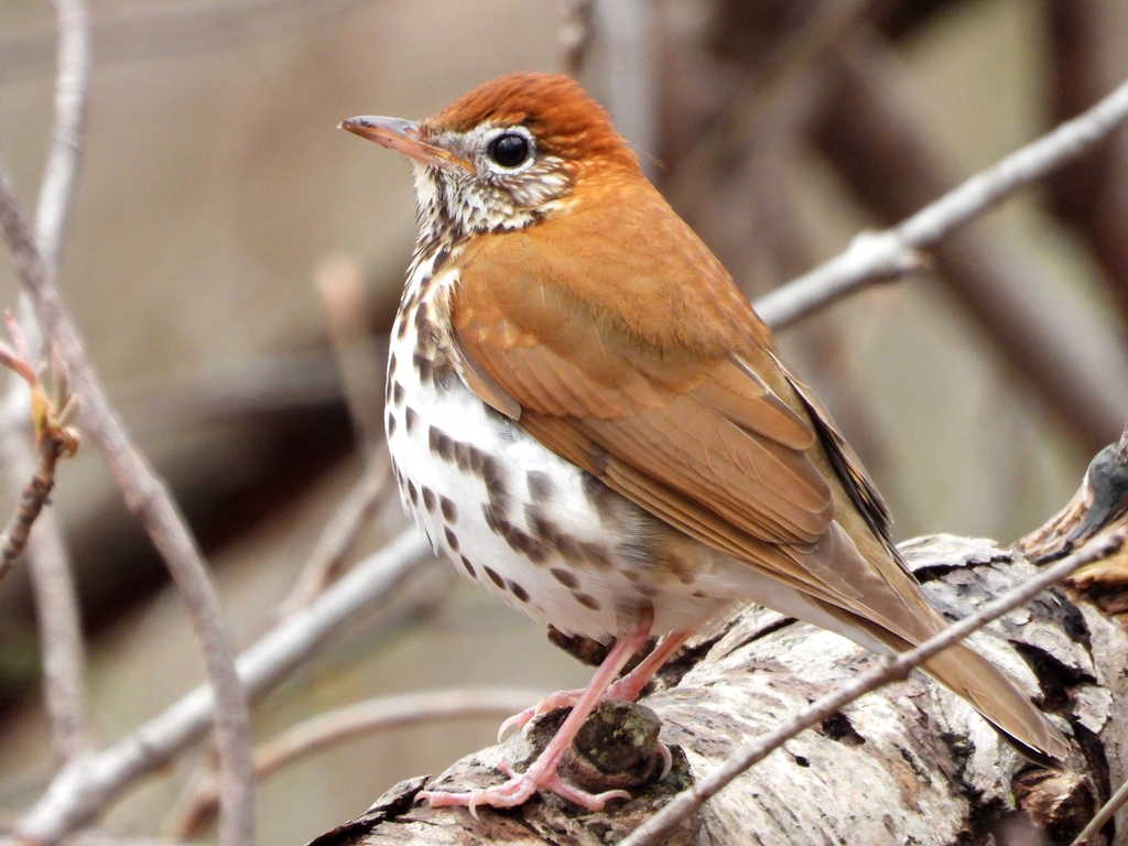 Wood Thrush reference