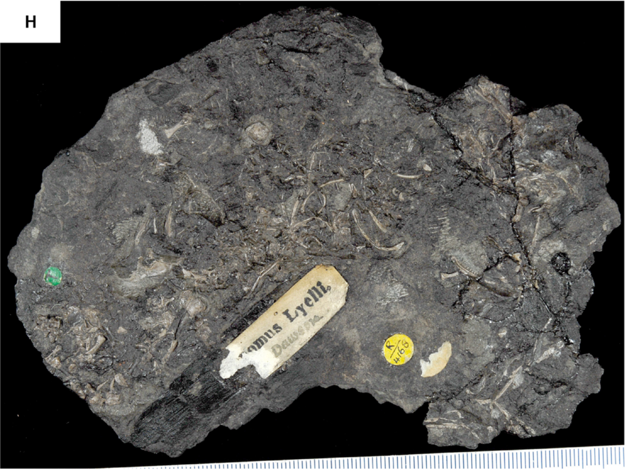 Hylonomus lyelli reference