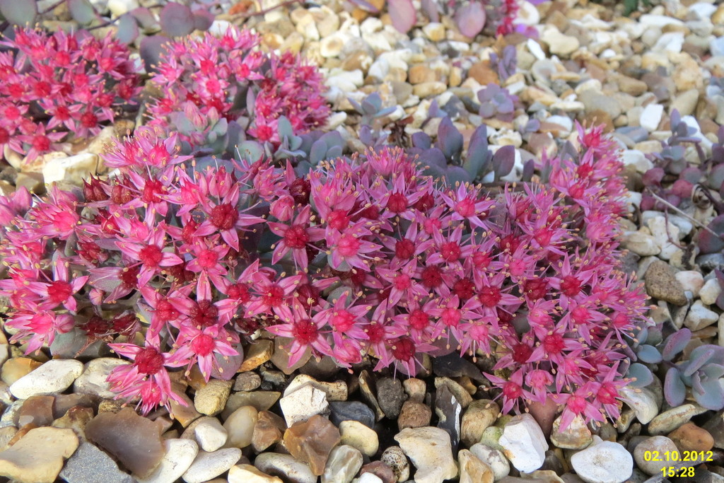 cliff stonecrop reference