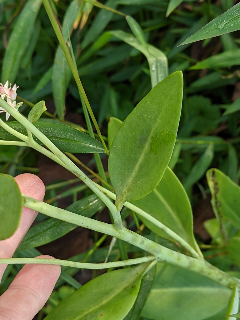 Garden Stonecrop reference