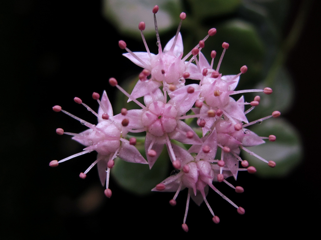 Hylotelephium sieboldii reference