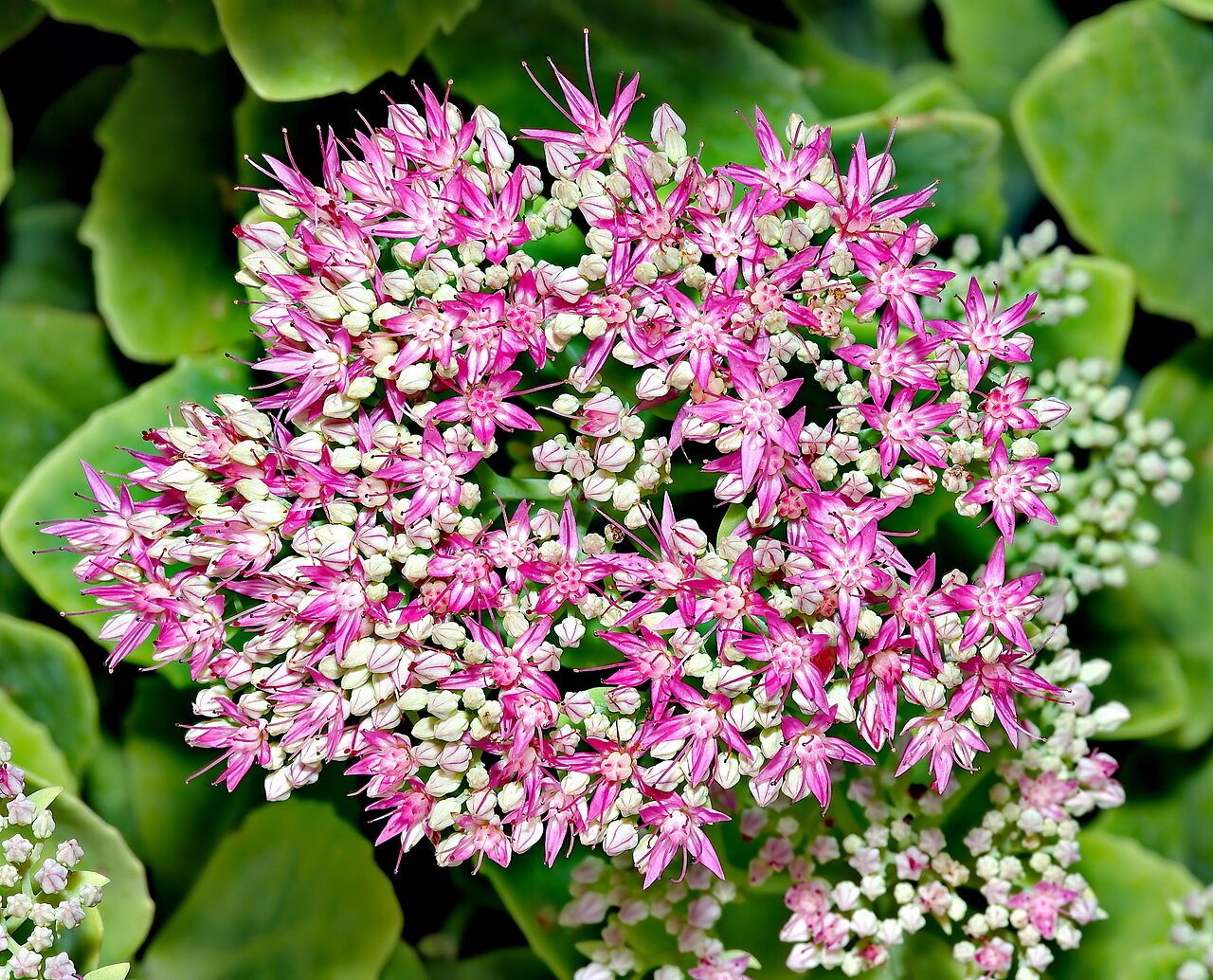 Butterfly Stonecrop reference