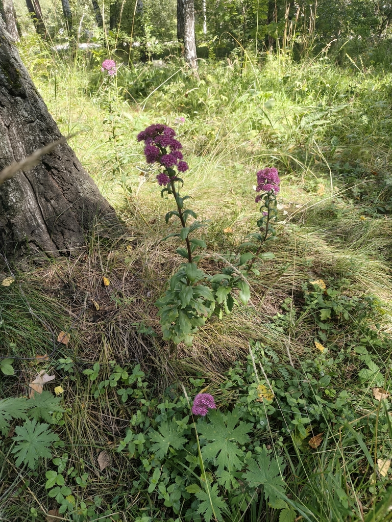 Hylotelephium telephium reference