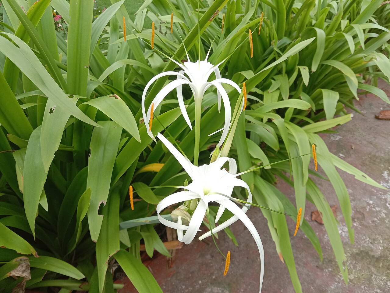 Beach Spider Lily reference