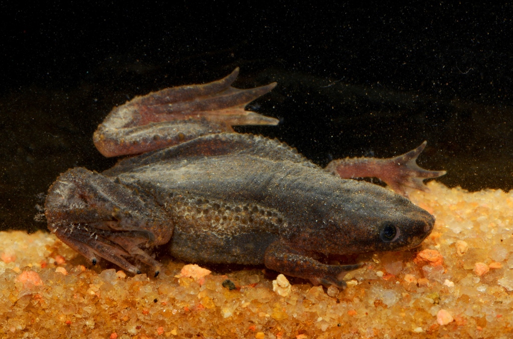Zaire Dwarf Clawed Frog reference