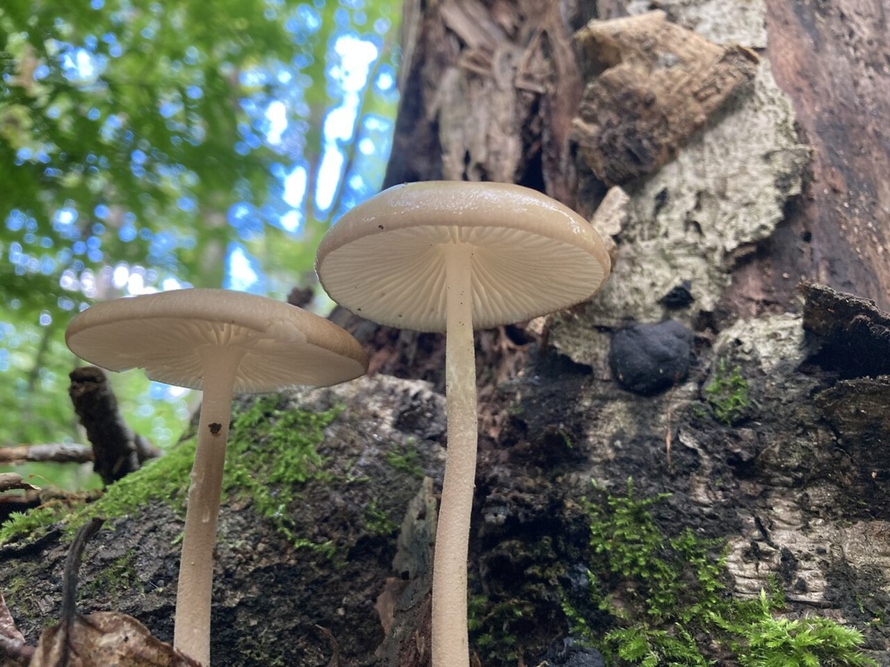 Hymenopellis furfuracea reference