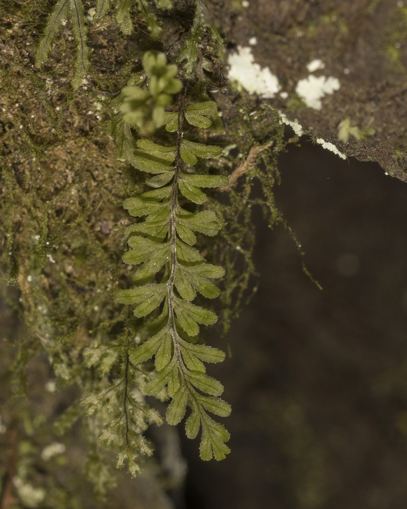 Falkland Filmy Fern reference