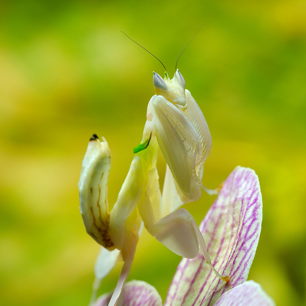 Orchid Mantis reference