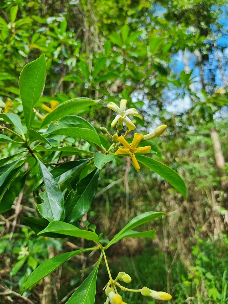 Australian Frangipani reference