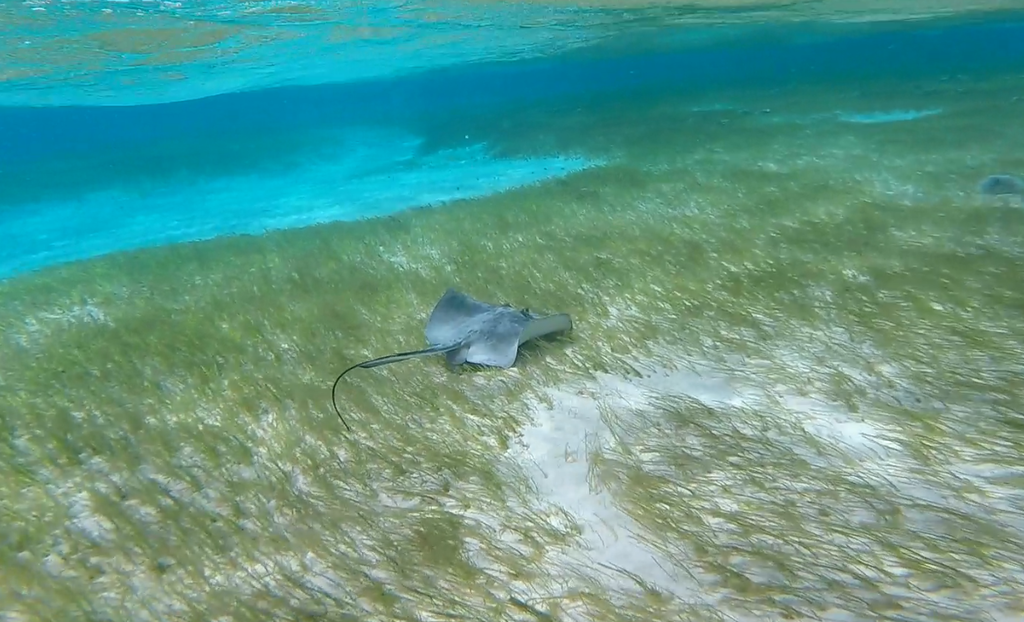 Southern Stingray reference