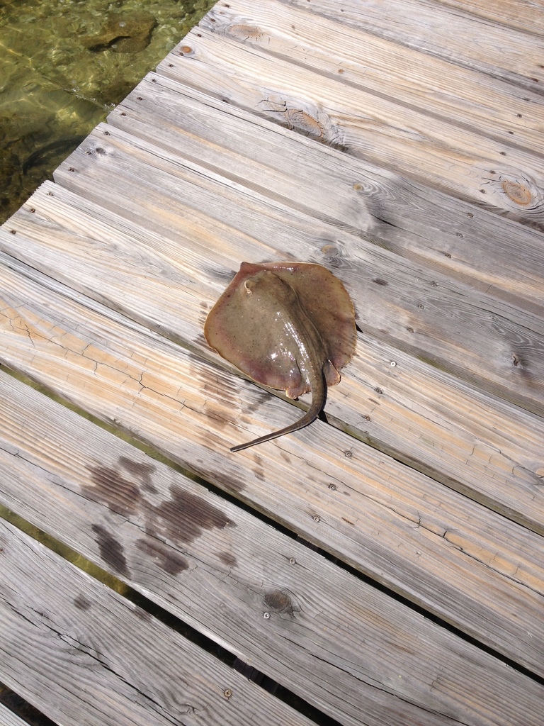 Atlantic Stingray reference