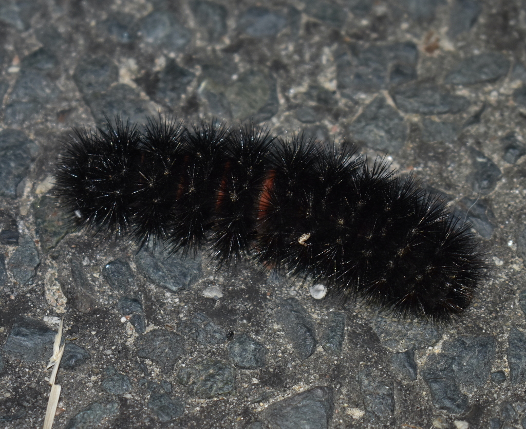 Giant Leopard Moth reference