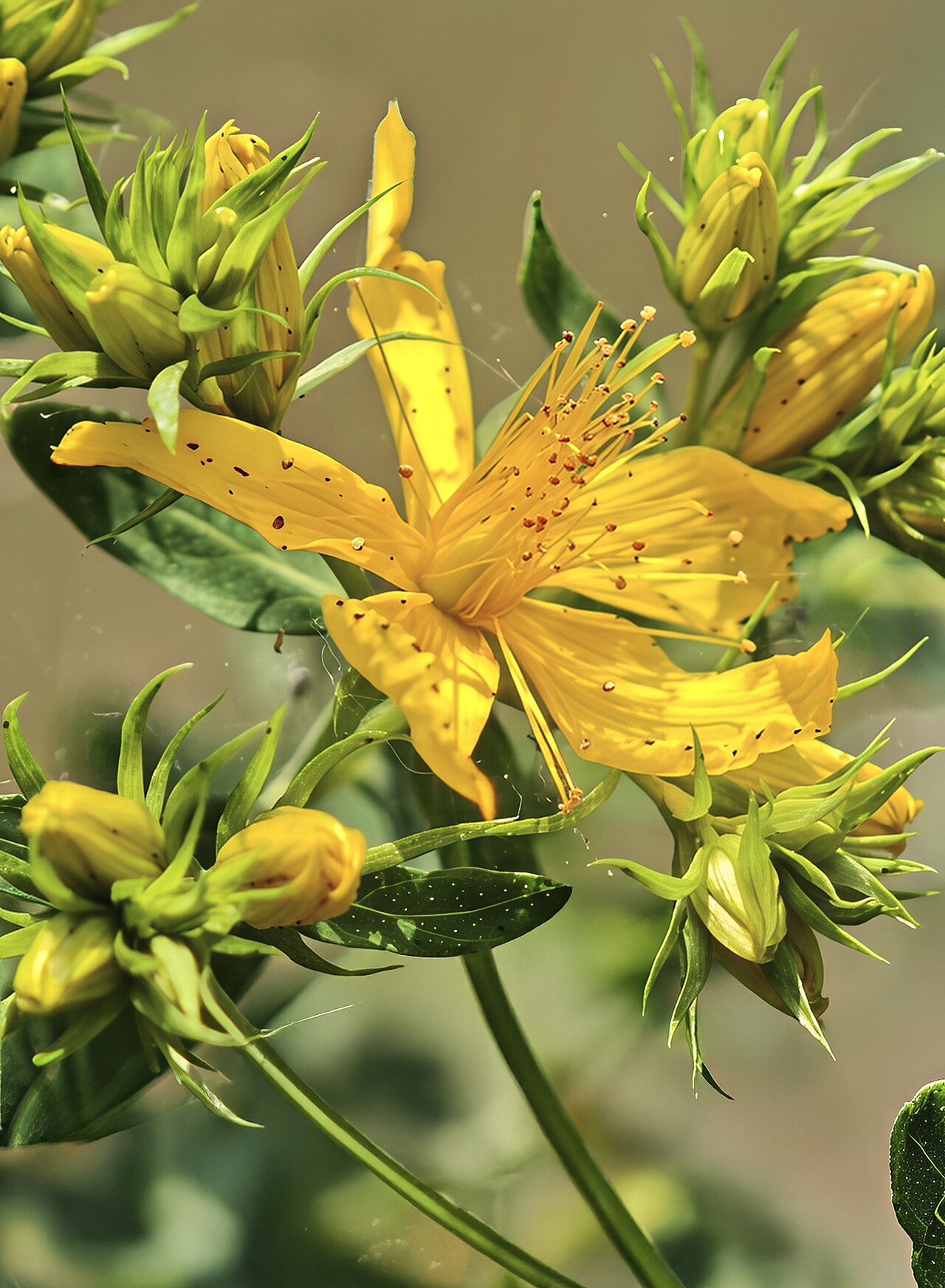Common St. John's Wort reference