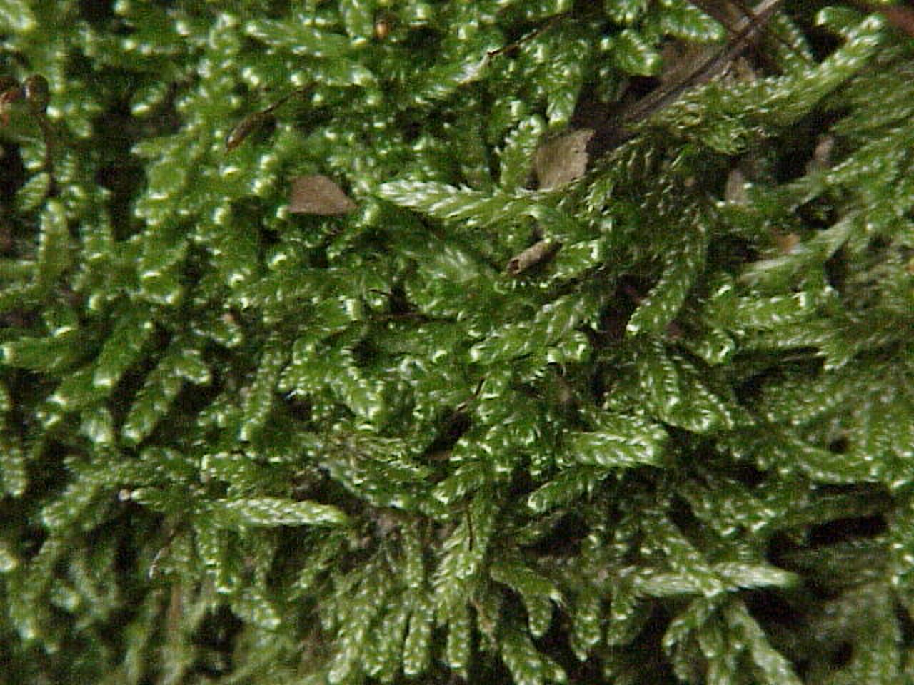 Cypress-leaved Plait-moss reference
