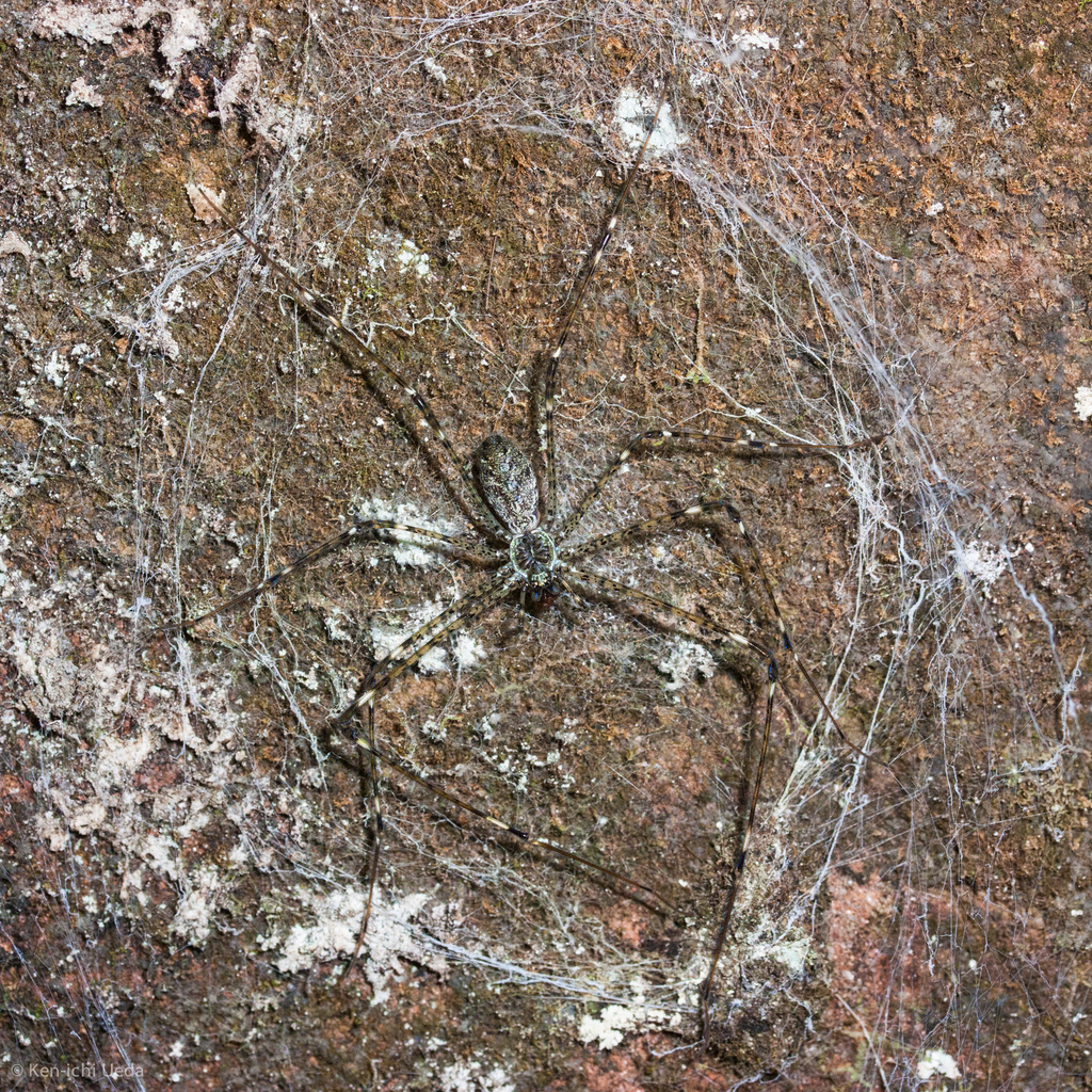 Pocock's Lampshade-web Spider reference
