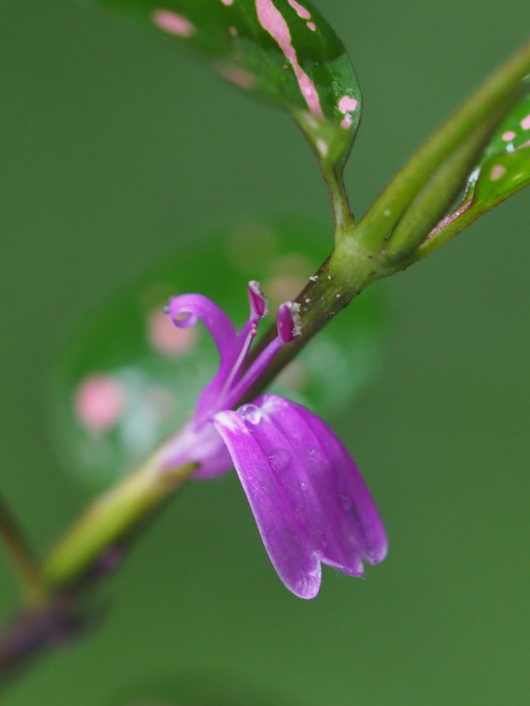 Polka Dot Plant reference