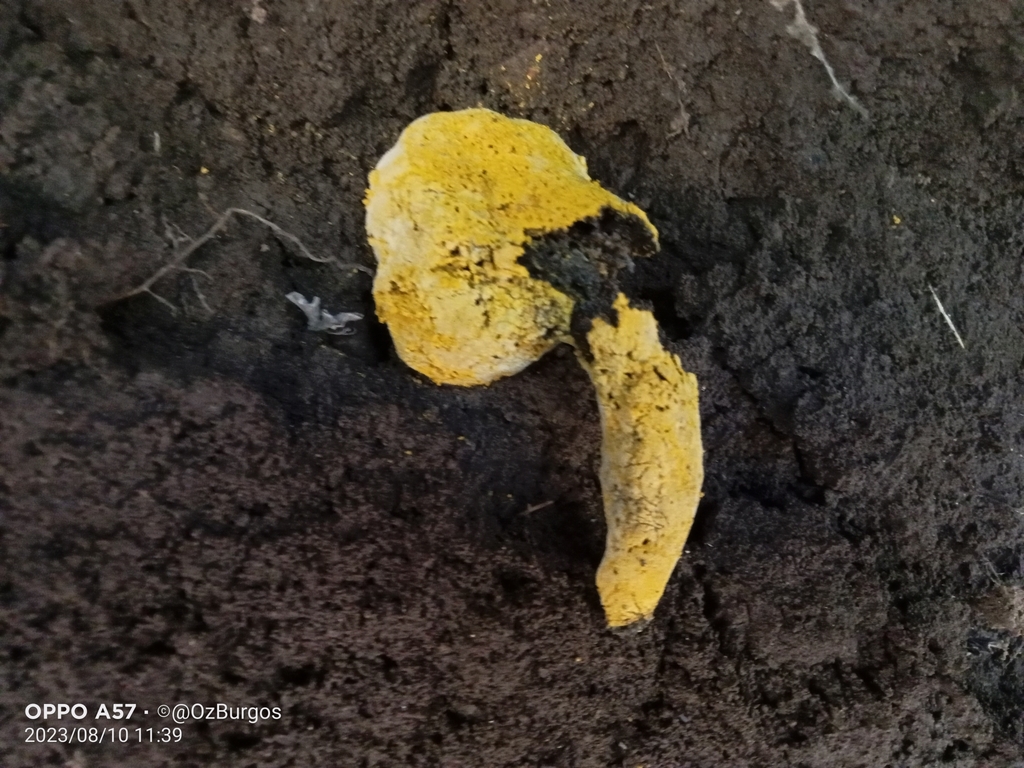 bolete mould reference