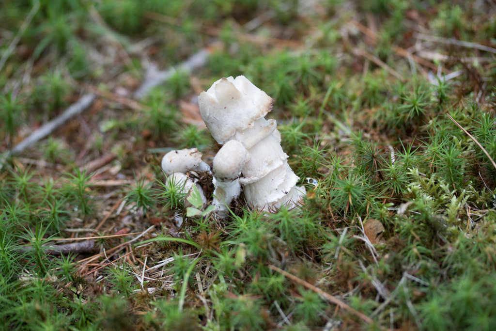 Amanita Mold reference