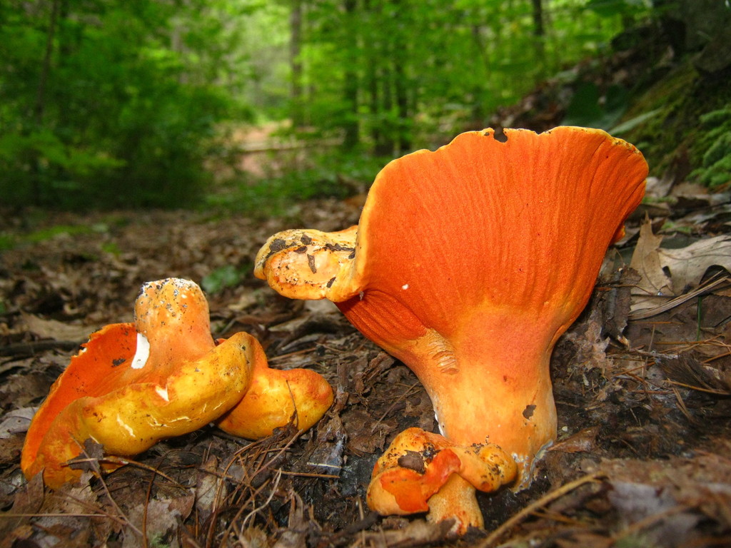 Lobster Mushroom reference
