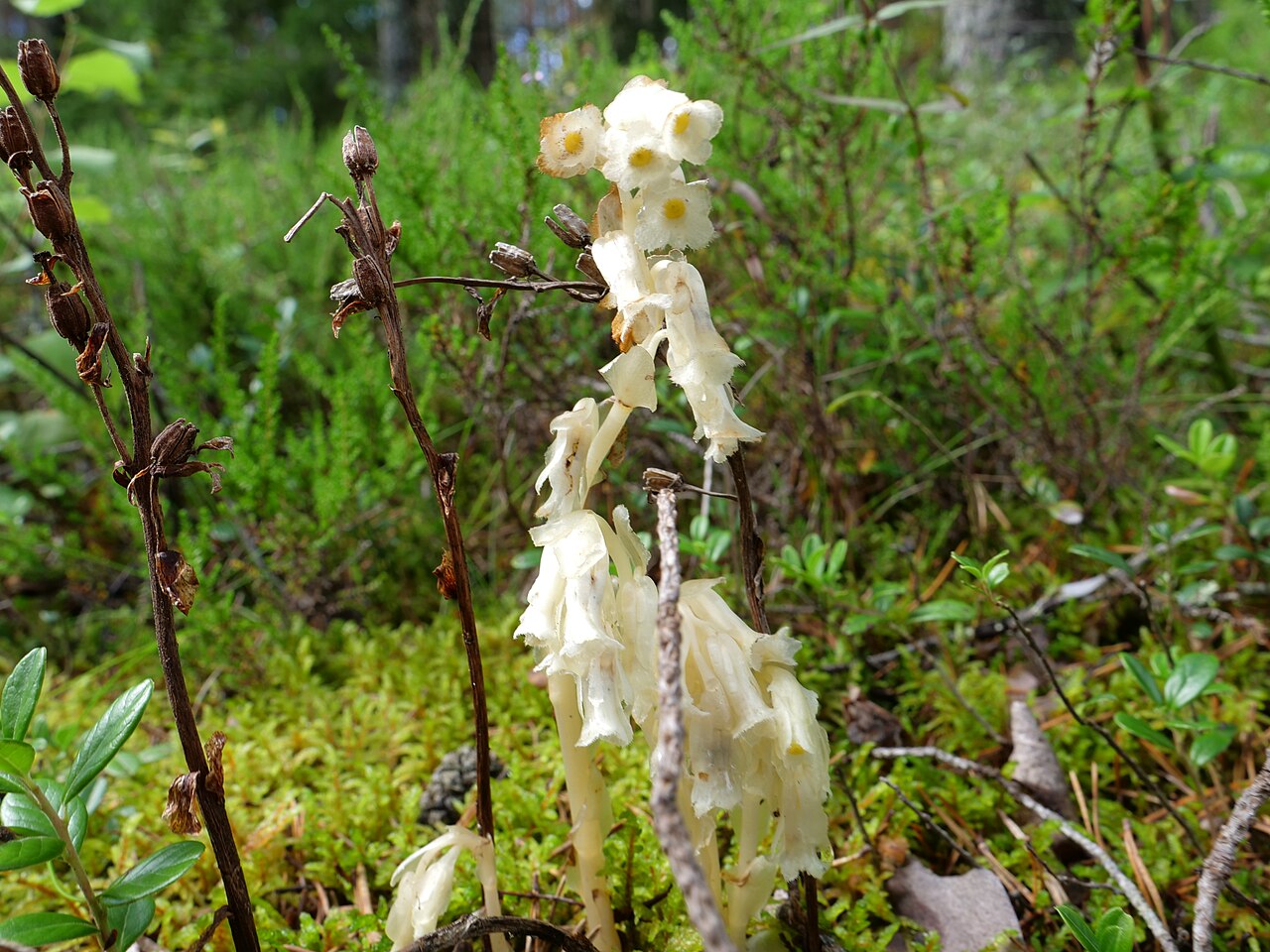 Pinesap reference