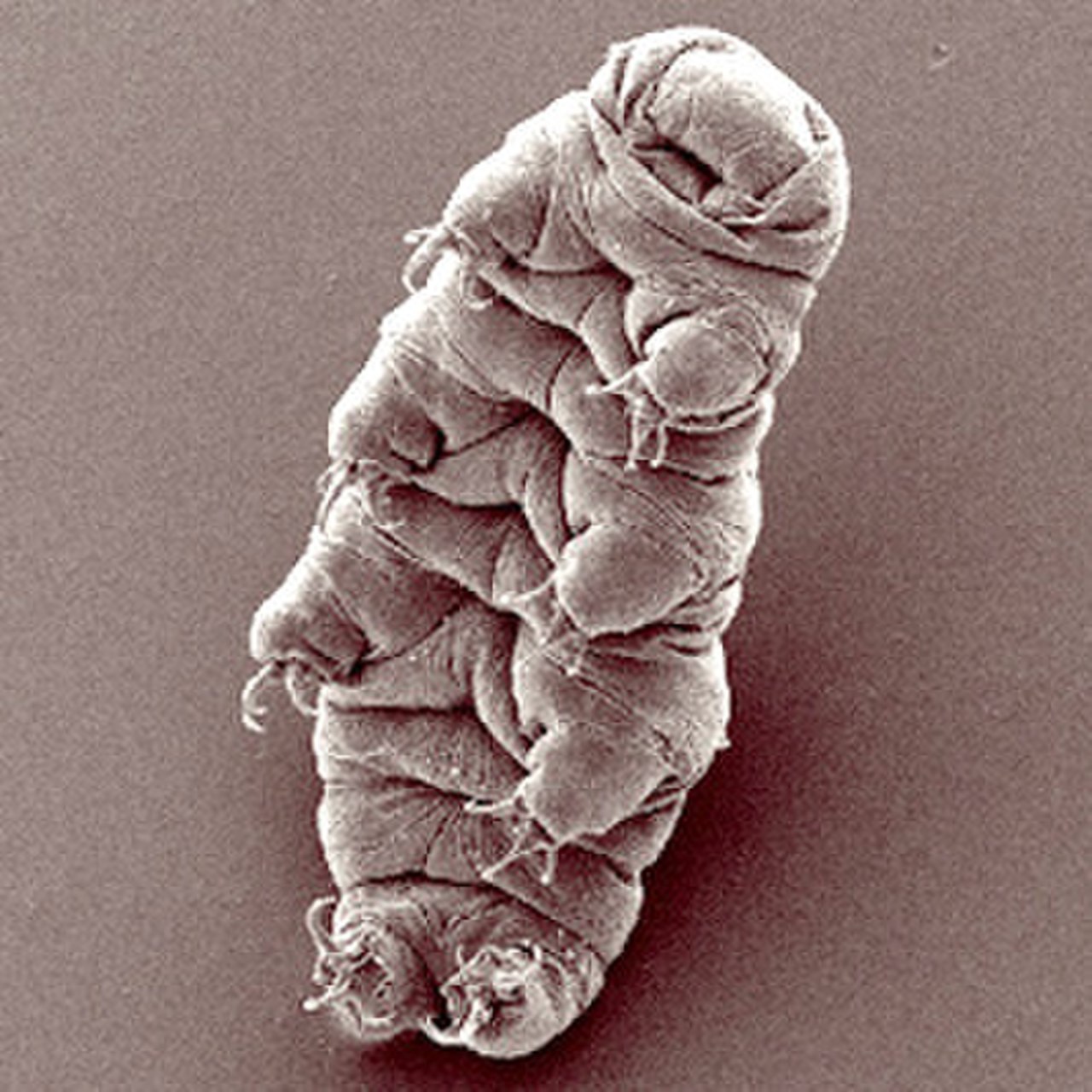 Hypsibius exemplaris reference