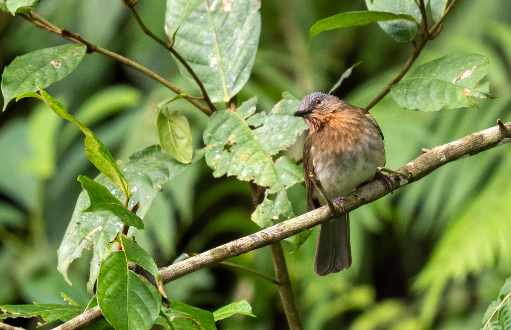 Philippine Bulbul reference