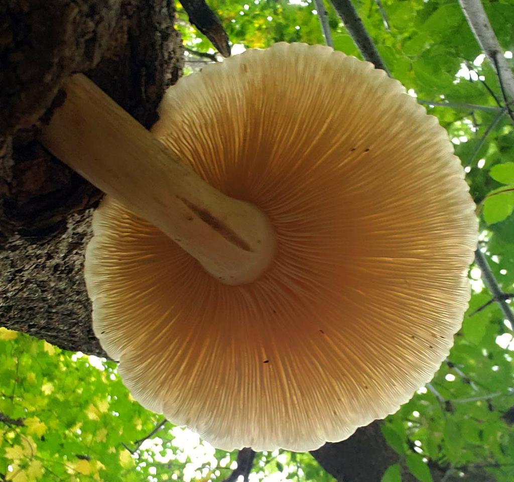 Elm Mushroom reference