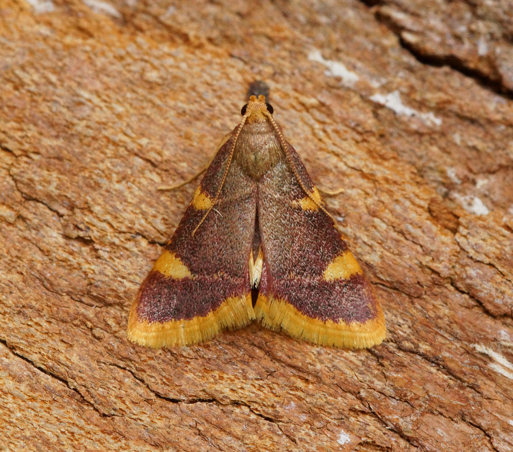 Clover Hayworm Moth reference