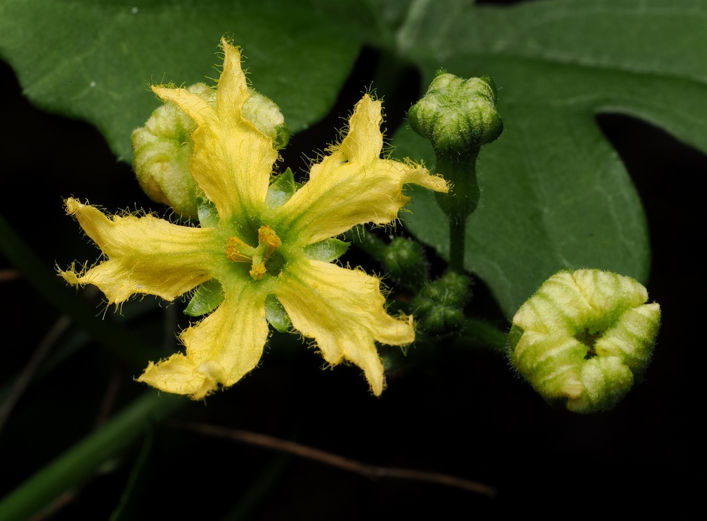 snake apple reference