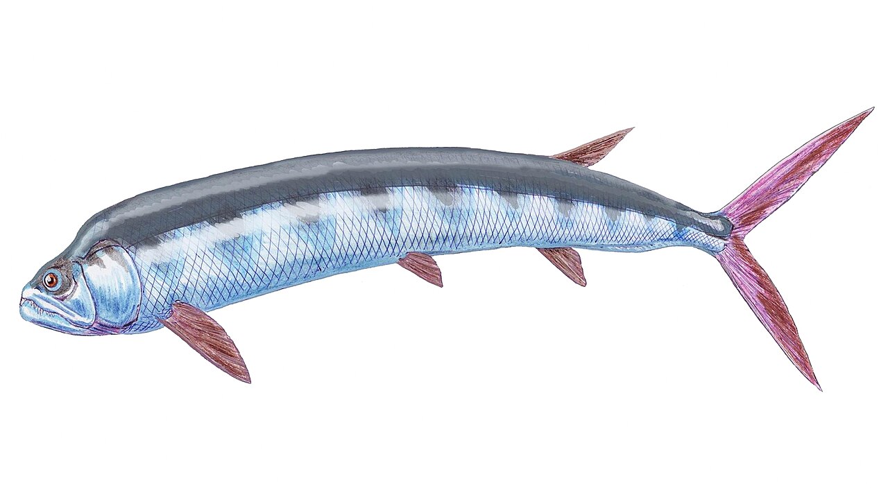 Ichthyodectes ctenodon reference