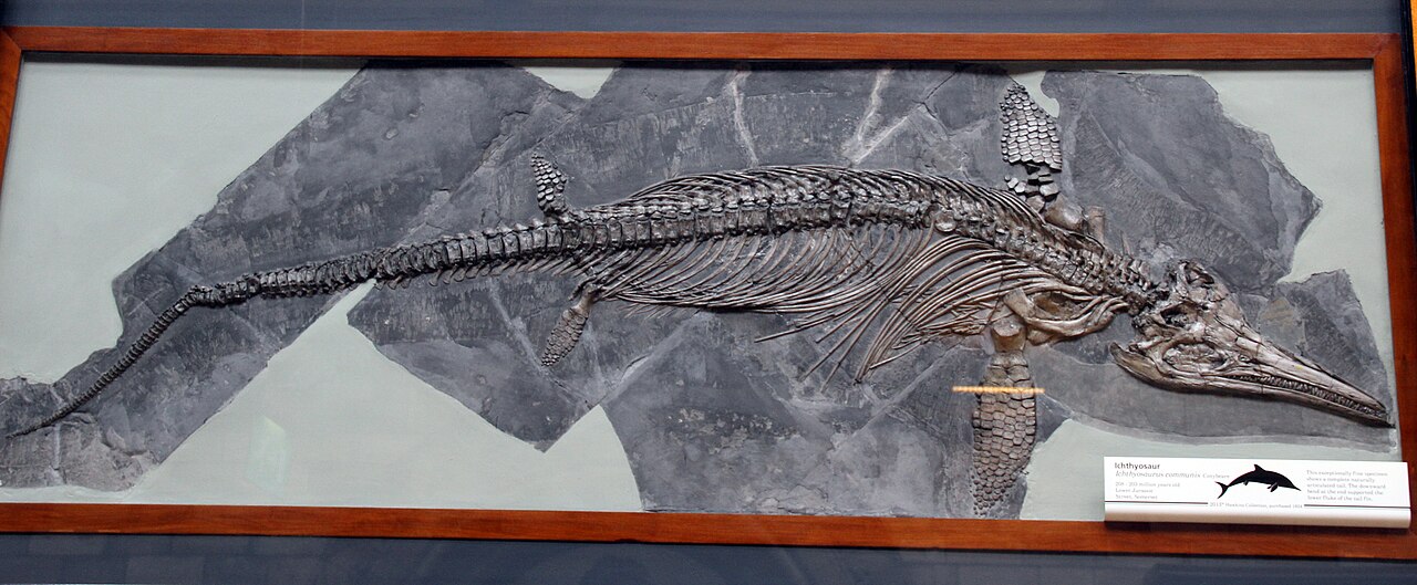 Ichthyosaurus communis reference
