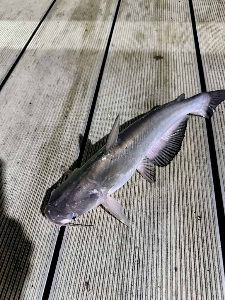 Blue Catfish reference