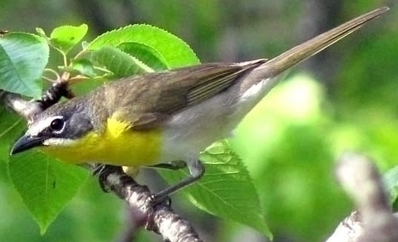 Yellow-breasted Chat reference