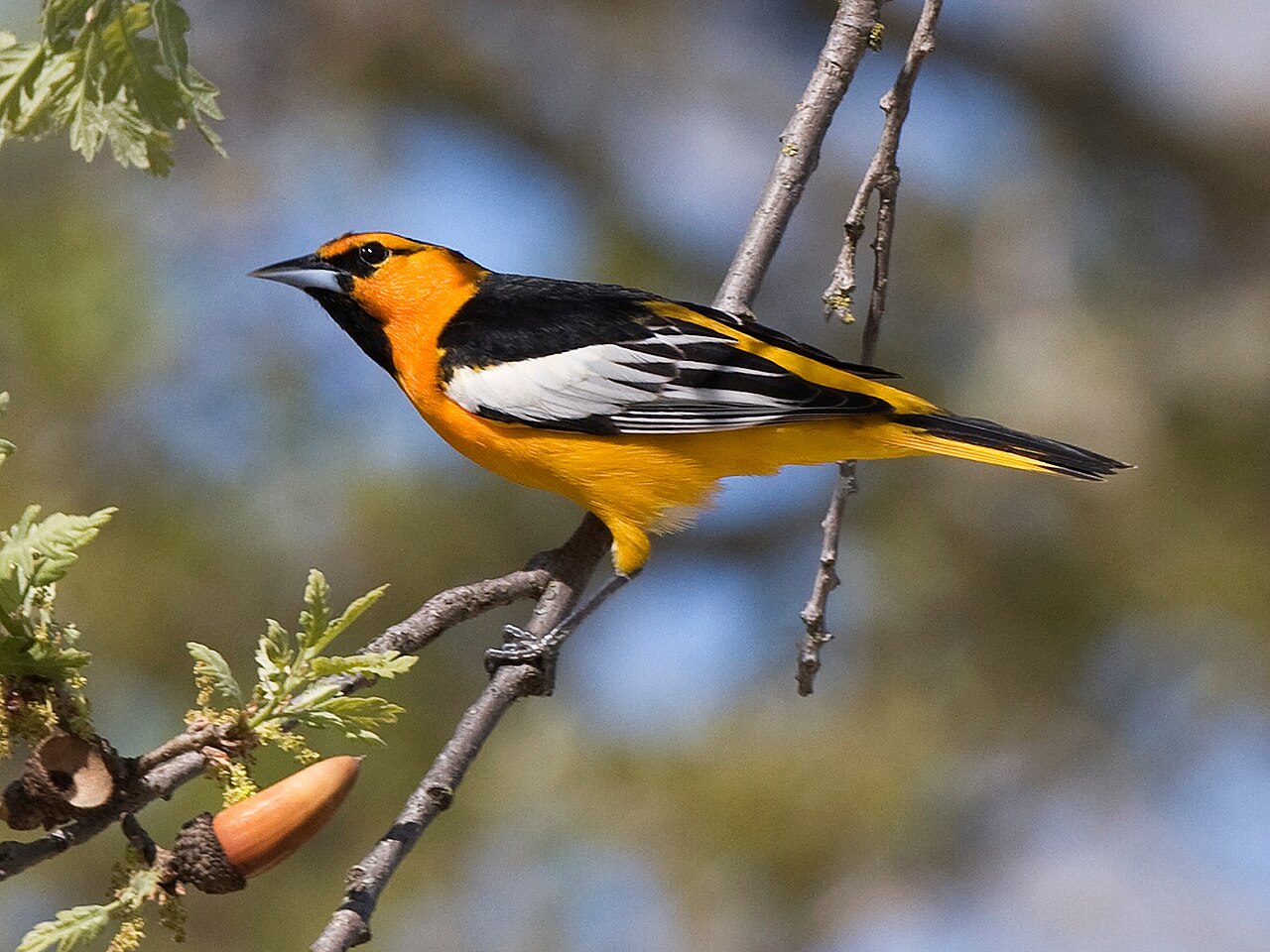 Bullock's Oriole reference